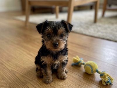 A.K.C Yorkie Puppy
