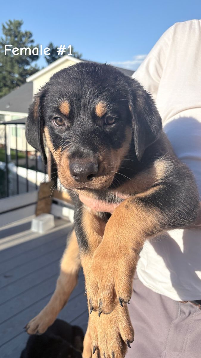 Adorable German Shepard x Rottweiler Puppies