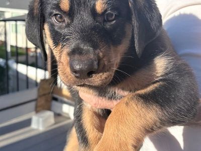 Adorable German Shepard x Rottweiler Puppies