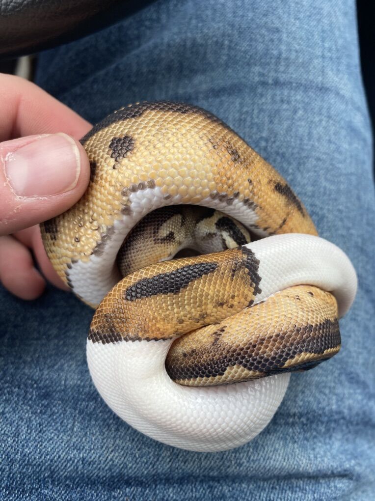 Pied Ball Python Female