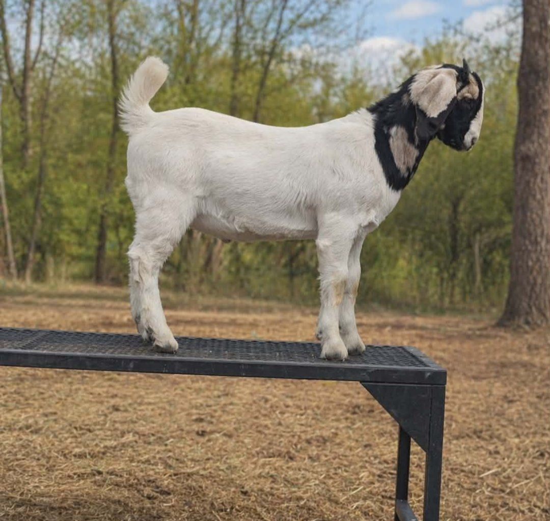 Dapple Head Commercial Buck Boer – 4-H Project