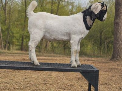 Dapple Head Commercial Buck Boer – 4-H Project