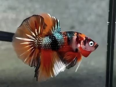 Metallic Koi OHMPK Big Fin Plakat Betta