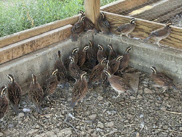 Male Flight ready Bobwhite Quail