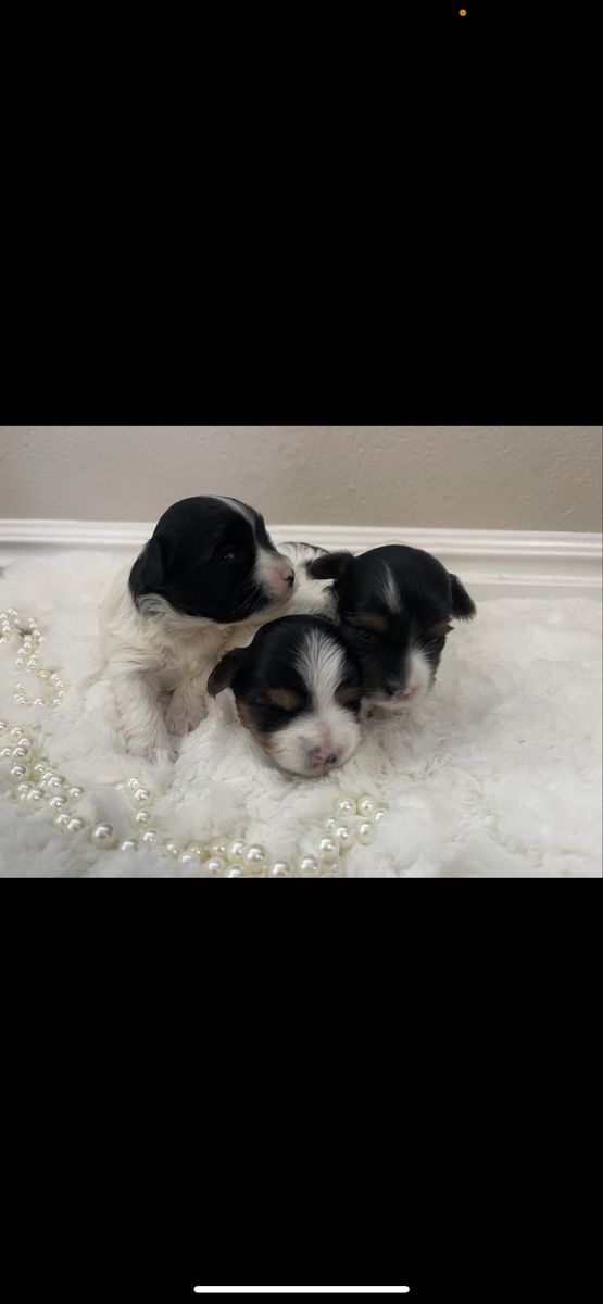 AKC Parti Yorkie Puppies - 3 Female Teddy Bear Faced Puppies