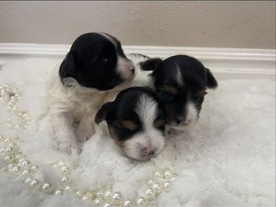 AKC Parti Yorkie Puppies - 3 Female Teddy Bear Faced Puppies
