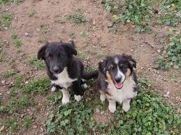Sweetie Mini Aussie Pups *Jan24,26