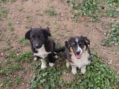 Sweetie Mini Aussie Pups *Jan24,26