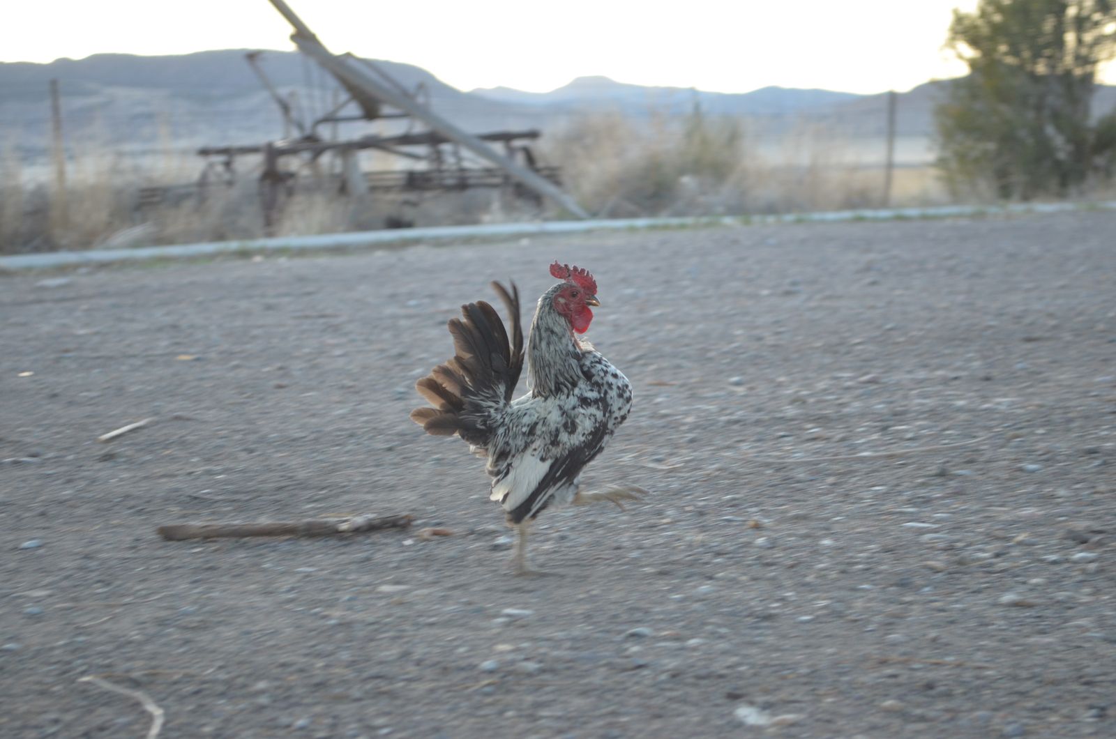 Rare Serama Chickens