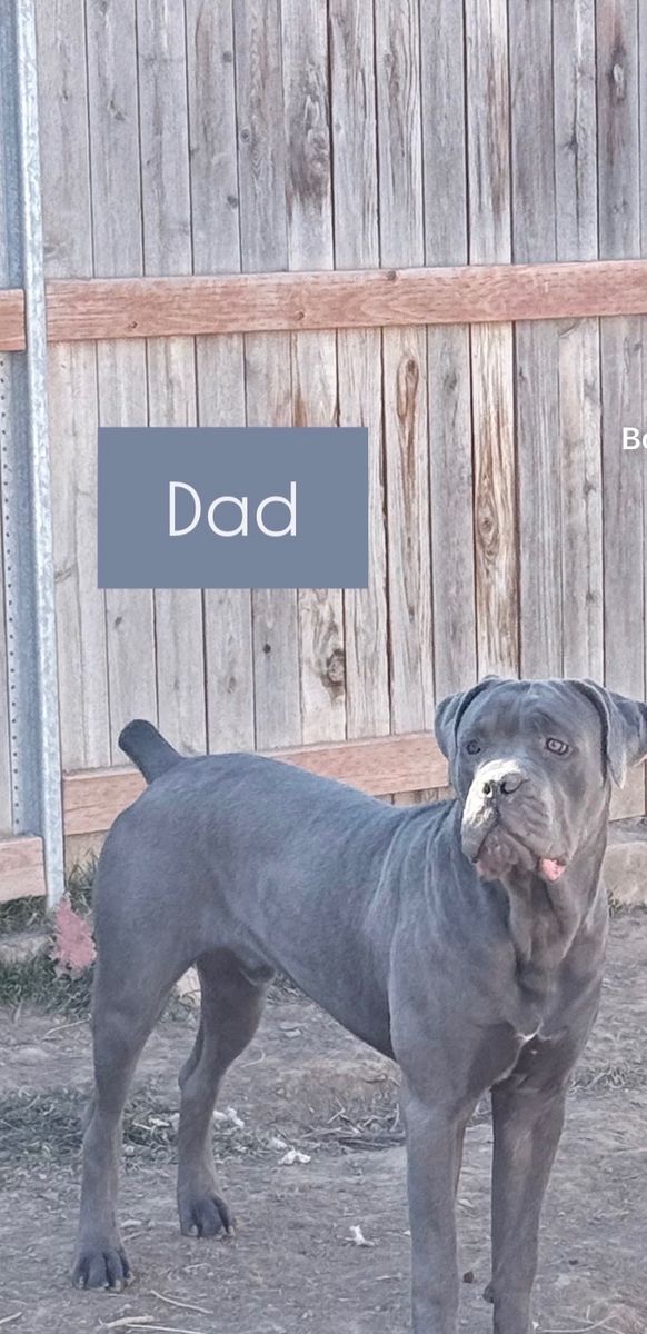 Cane corso X Pitbull Puppies