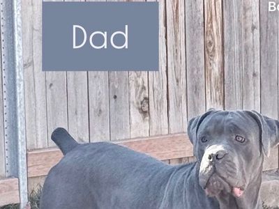 Cane corso X Pitbull Puppies