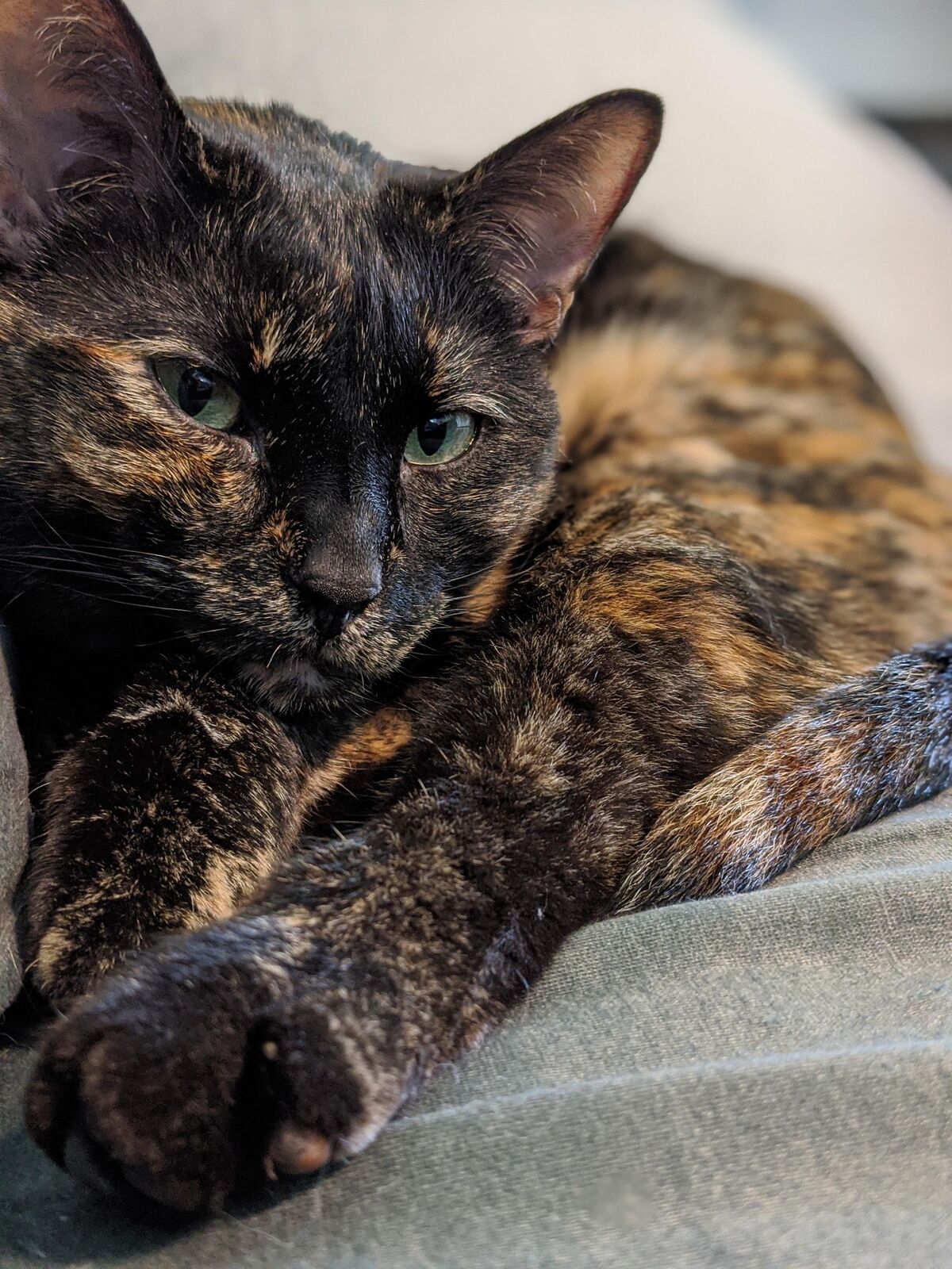 Family cat needs new loving home baby is allergic