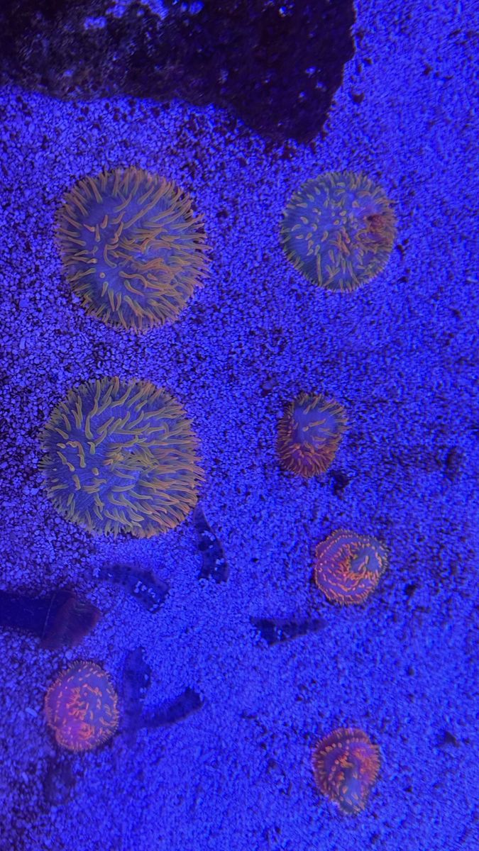 Tidal Gardens Insane Rainbow Diaseris Coral