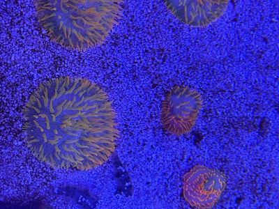 Tidal Gardens Insane Rainbow Diaseris Coral