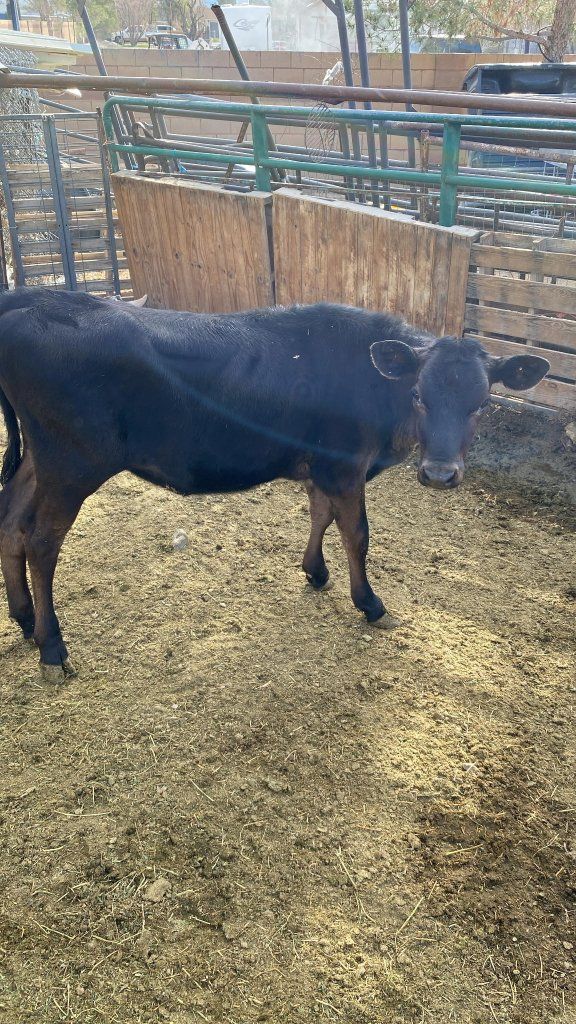 Holstein heifer calf