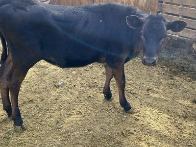 Holstein heifer calf
