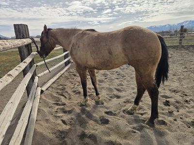 coming 2 yr APHA gelding