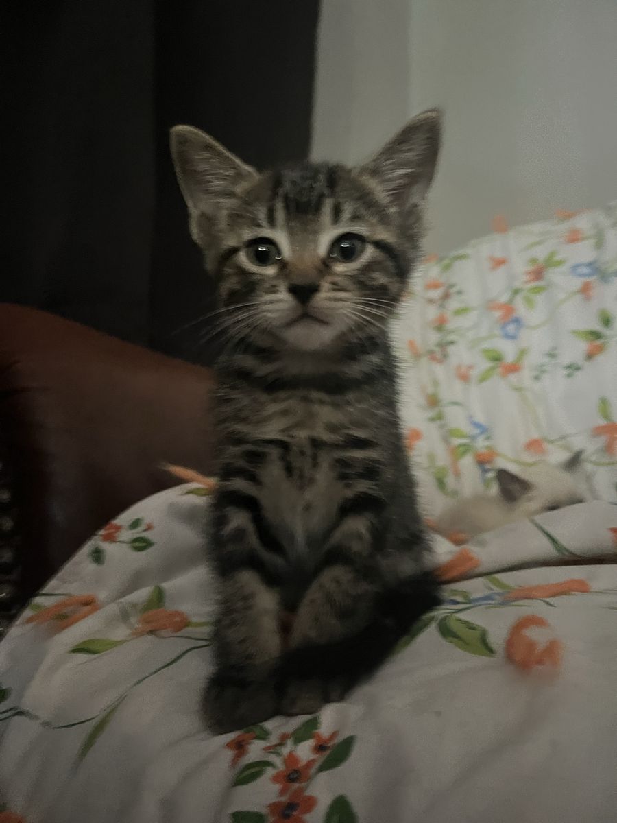 Bengal mainecoon mix kittens “hypoallergenic”