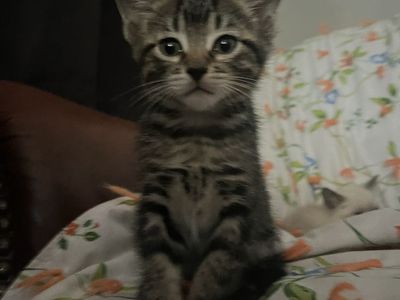 Bengal mainecoon mix kittens “hypoallergenic”