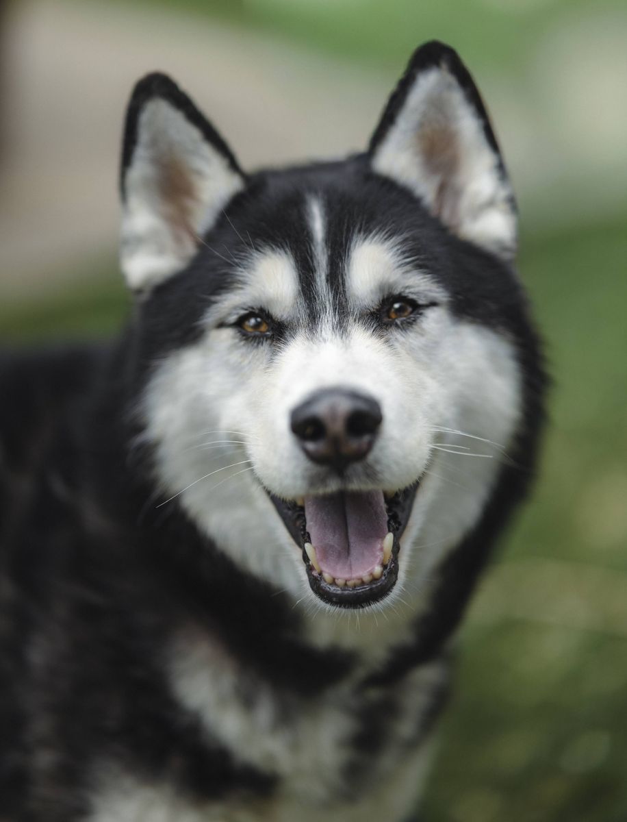 A161035 Coldplay is Available for Adoption!