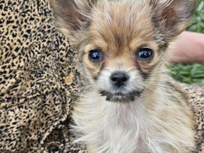 Teacup Chorkie Female puppy