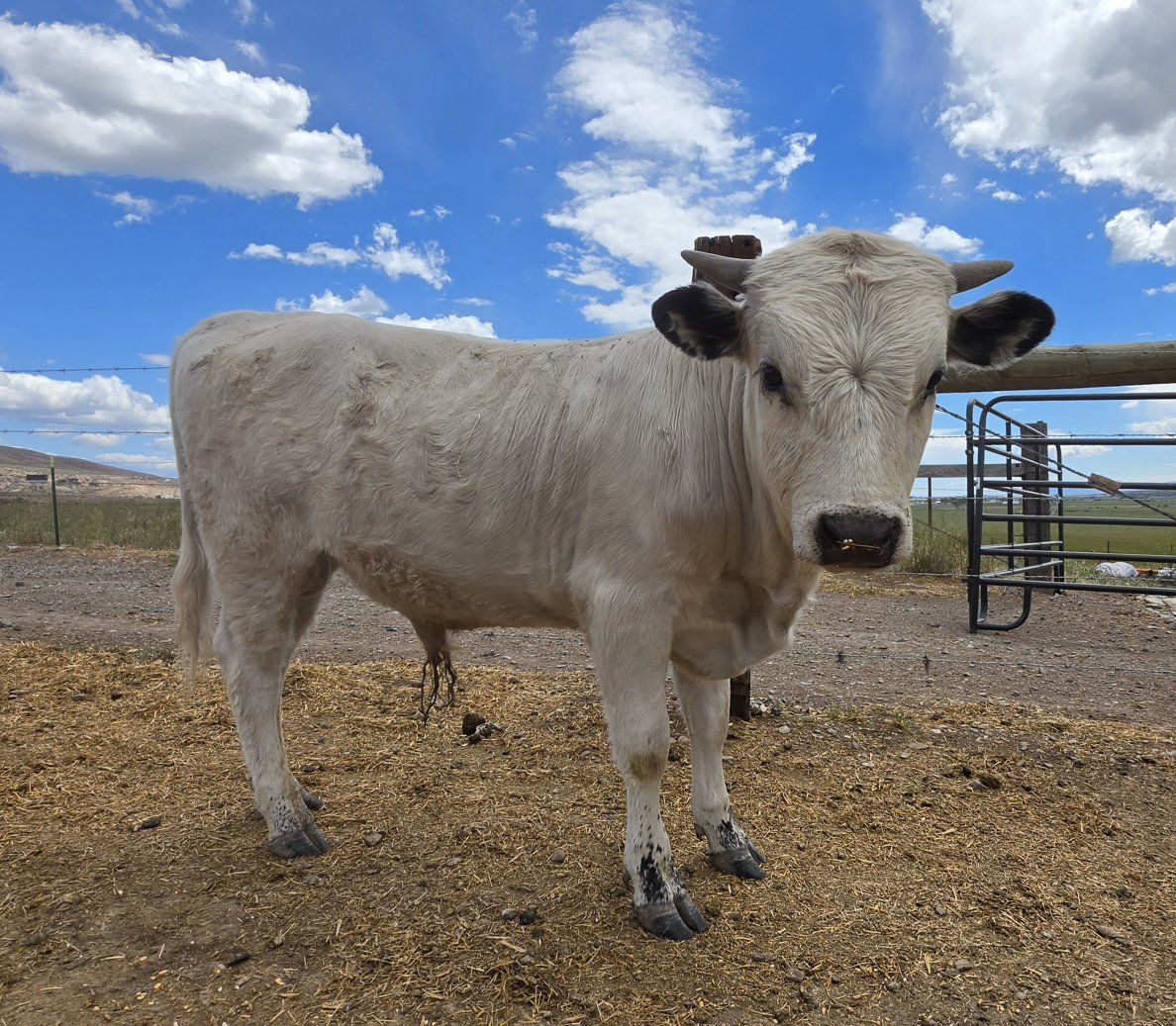 White Dexter Bull