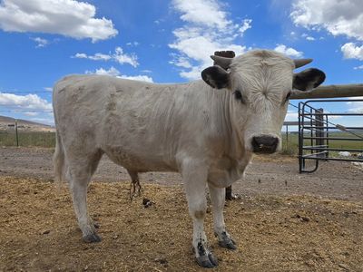 White Dexter Bull