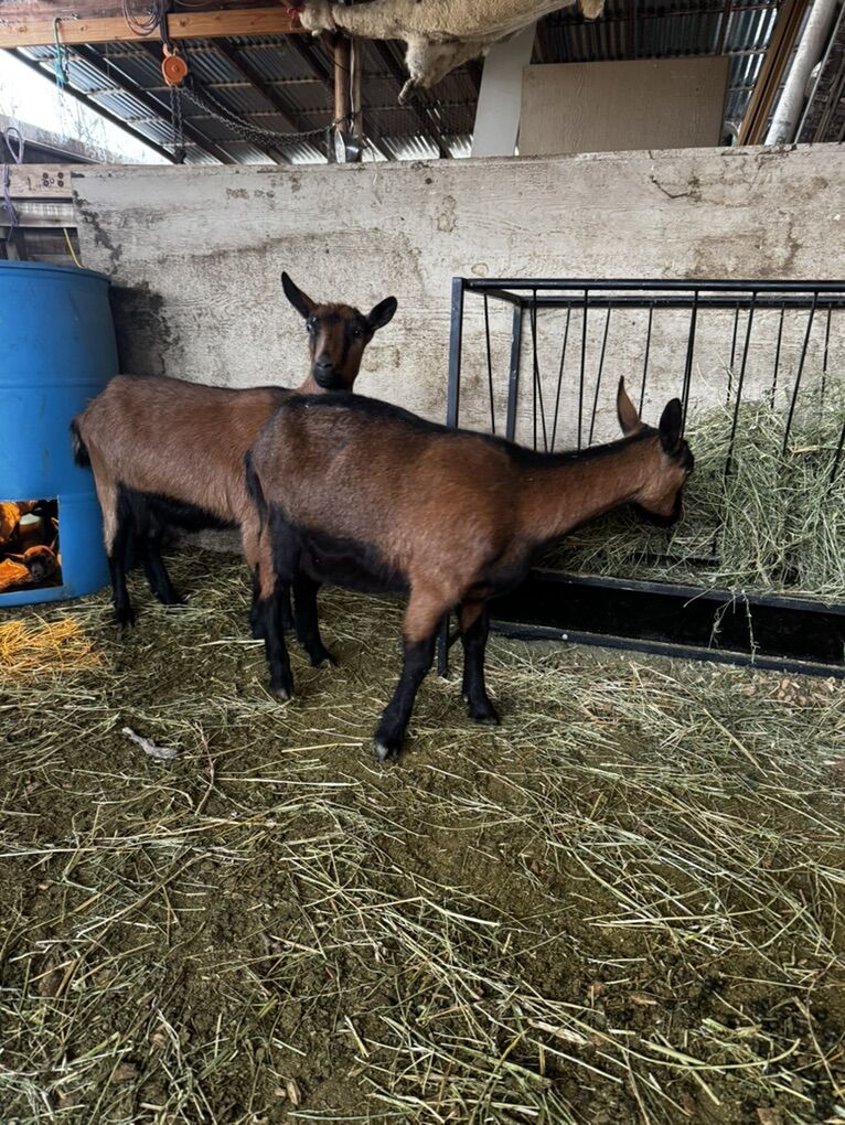 2nd Gen Regisrered Mini Oberhasli Does