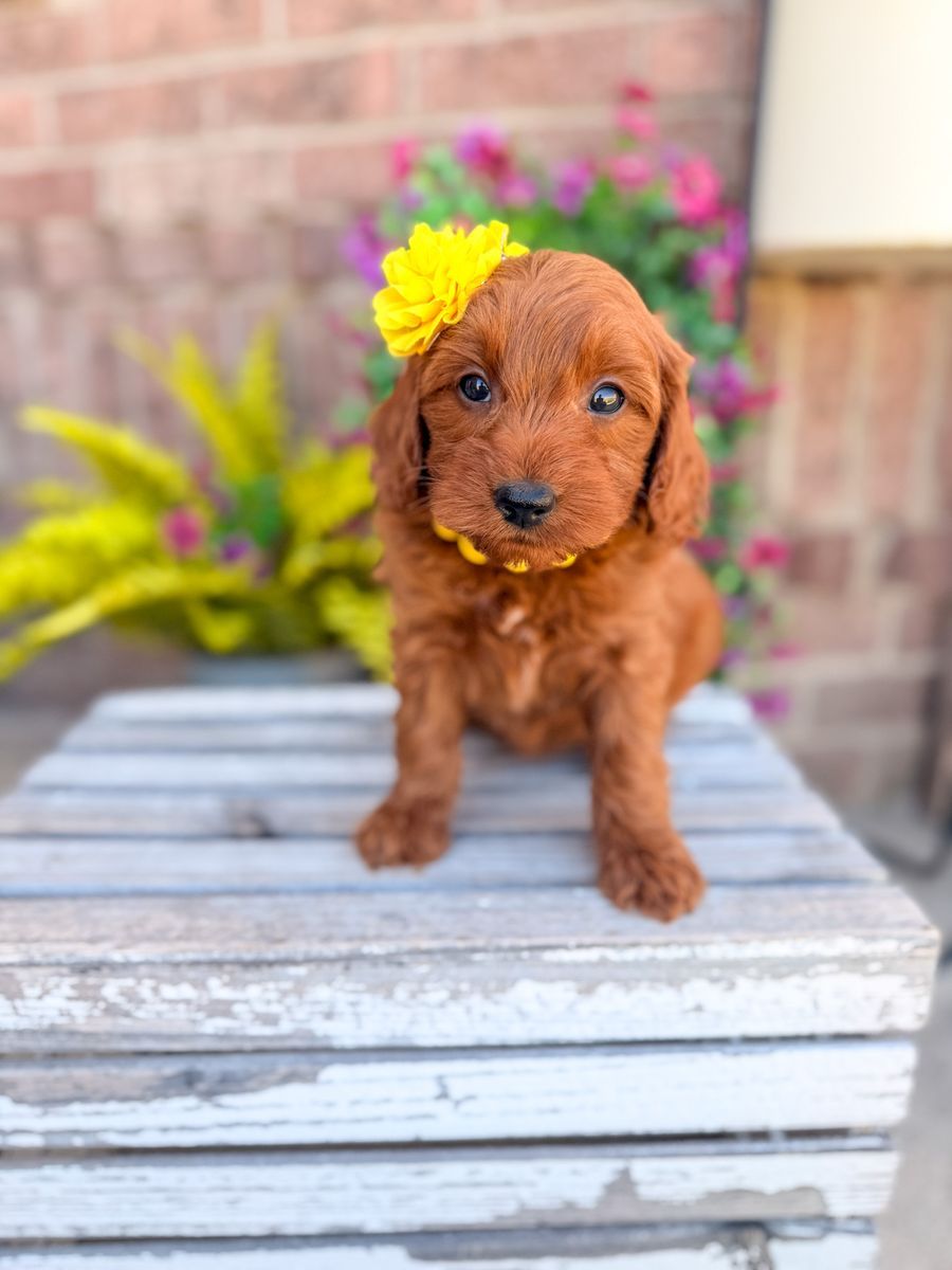 Teacup Goldendoodles 10-15lbs