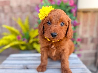 Teacup Goldendoodles 10-15lbs