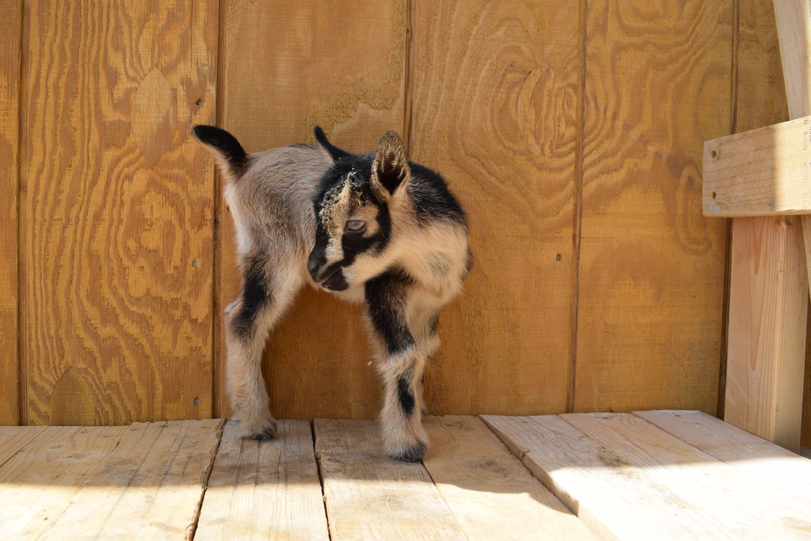 ADGA Nigerian Doelings