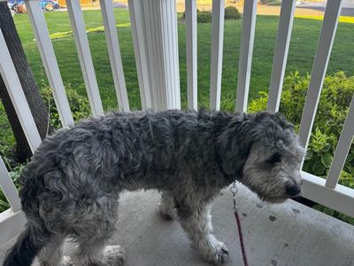 Poodle mix dog for re-homing, 18 months old.