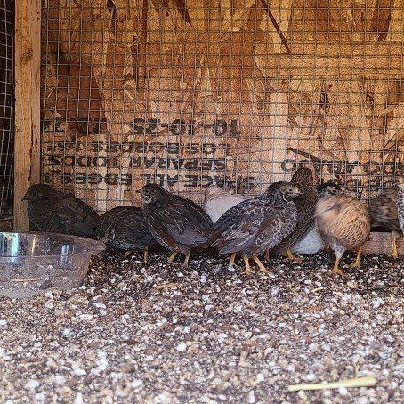 Teen Button Quail