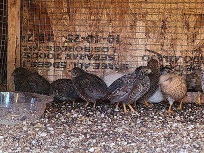 Teen Button Quail