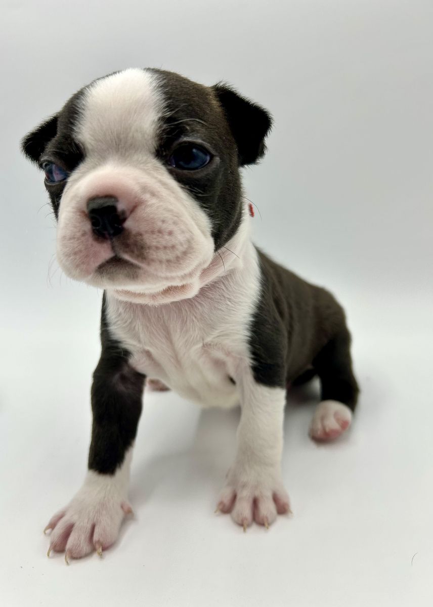Calling all Boston Terrier Lovers PUPPIES !!!!!!!