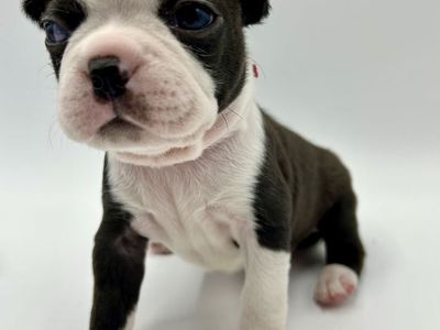 Calling all Boston Terrier Lovers PUPPIES !!!!!!!
