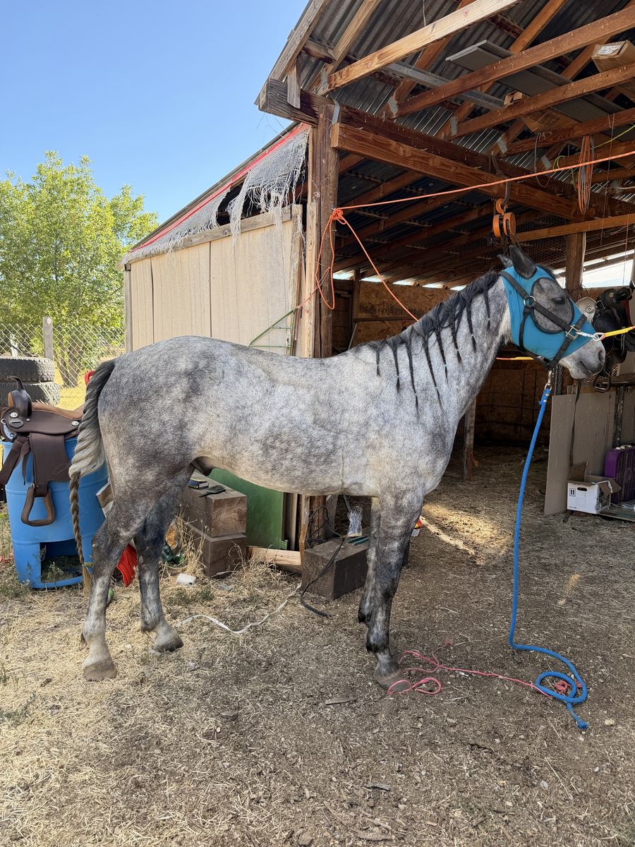 4-year old Grey Gelding 