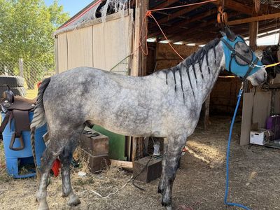 4-year old Grey Gelding