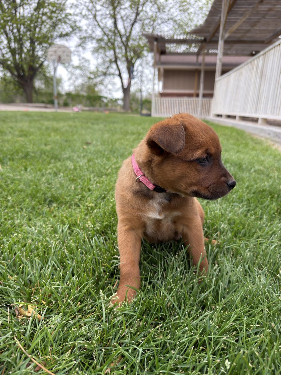 Heeler Aussie pups