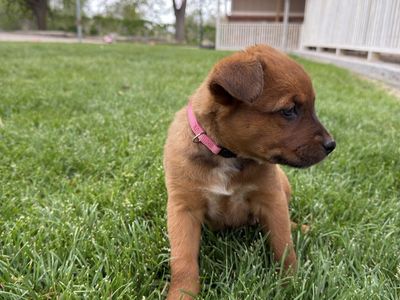 Heeler Aussie pups
