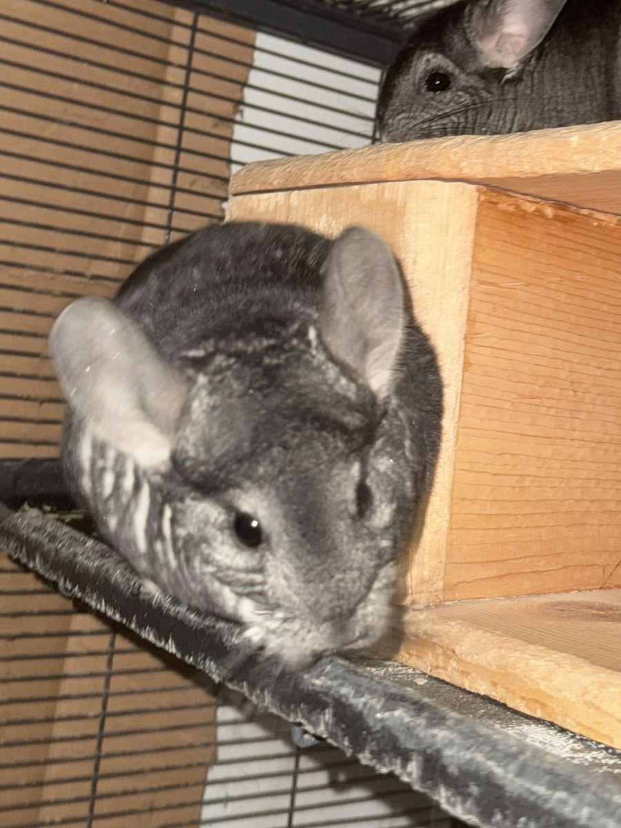 Chinchillas and cage and accessories