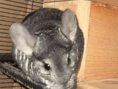 Chinchillas and cage and accessories