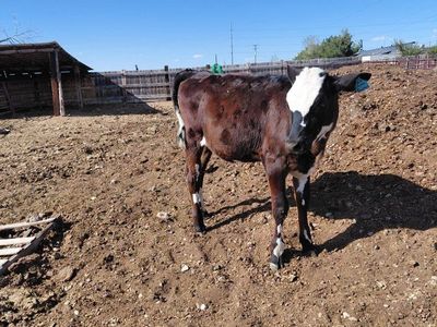 Dairy Heifers