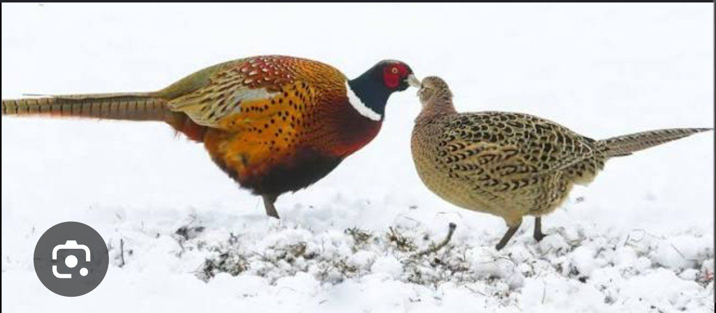 Ringneck Pheasant chicks 6 weeks old very healthy straight run.