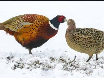 Ringneck Pheasant chicks 6 weeks old very healthy straight run.