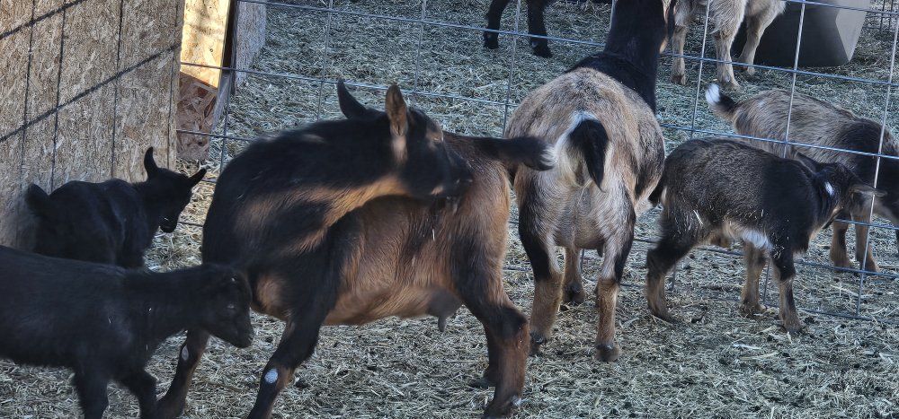 Nigerian Dwarf Moms