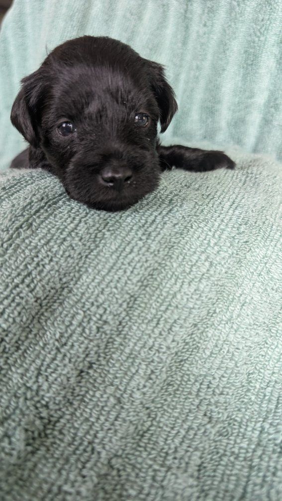 Peek-a-boo!!! Miniature schnauzer puppies