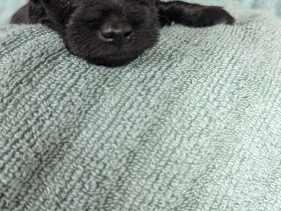 Peek-a-boo!!! Miniature schnauzer puppies