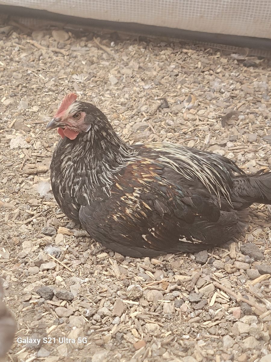 Olive egger roo 15 weeks old