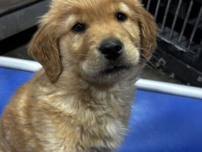 AKC PRO trained golden retriever male